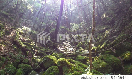 Forest where light shines 94356493