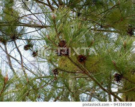 Pine trees and pine cones 94356569