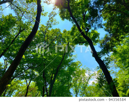 新鮮的綠色景觀 94356584