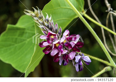 Scarlet flowers Scarlet flowers 94357120