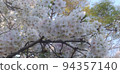 櫻花盛開 94357140