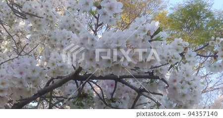 Cherry tree in full bloom Cherry tree in full bloom 94357140