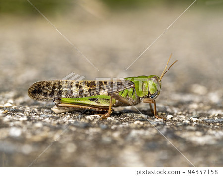 Migratory locust on the ground Migratory locust on the ground 94357158