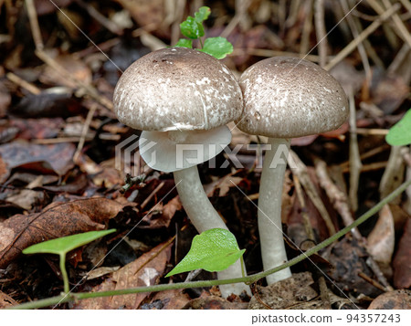 Mushroom World Agaricaceae Nakagromori no Kasa Mushroom World Agaricaceae Nakagromori no Kasa 94357243