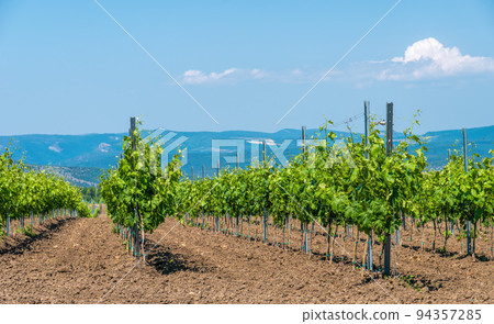 Rows of Young vineyard on a sunny spring day. Young plantation of a well-groomed vineyard at the beginning of flowering Copy space. Modern Wine making concept. Rows of Young vineyard on a sunny spring day. Young plantation of a well-groomed vineyard at the beginning of flowering Copy space. Modern Wine making concept. 94357285