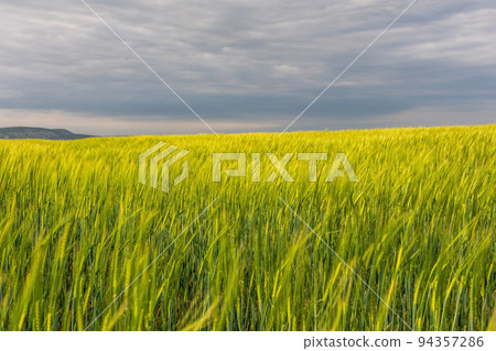 Green wheat field in countryside, close up. Field of wheat blowing in the wind at sunny spring day. Young and green Spikelets. Ears of barley crop in nature. Agronomy, industry and food production. Green wheat field in countryside, close up. Field of wheat blowing in the wind at sunny spring day. Young and green Spikelets. Ears of barley crop in nature. Agronomy, industry and food production. 94357286