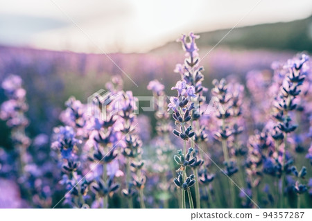 Close up Lavender flower blooming scented fields in endless rows on sunset. Selective focus on Bushes of Lavandula angustifolia purple aromatic flowers at lavender fields. Lavandula officinalis 94357287