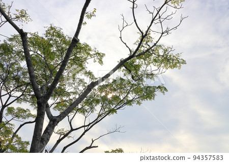 多雲的天空和樹 多雲的天空和樹 94357583