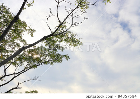 多雲的天空和樹 多雲的天空和樹 94357584