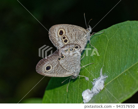 蝴蝶交配 Himeura Namijanome 蝴蝶交配 Himeura Namijanome 94357650