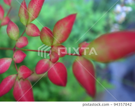 南滕的葉子 南滕的葉子 94357842