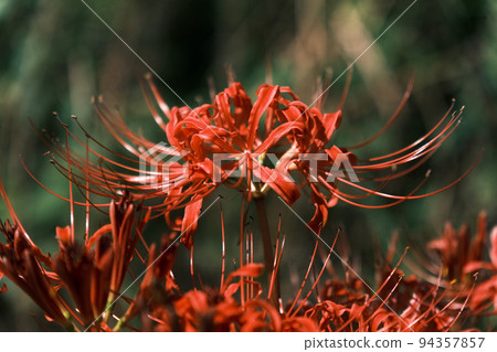 Mandarin saixa 94357857