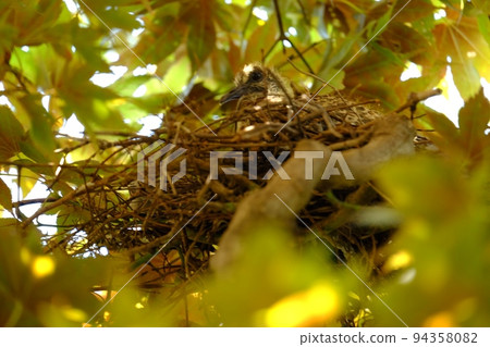 Pheasant chicks hatch [July, Tsukui, Sagamihara City] 94358082