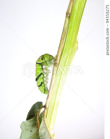Caterpillar caterpillar larva swallowtail swallowtail prepupa Caterpillar caterpillar larva swallowtail swallowtail prepupa 94358275