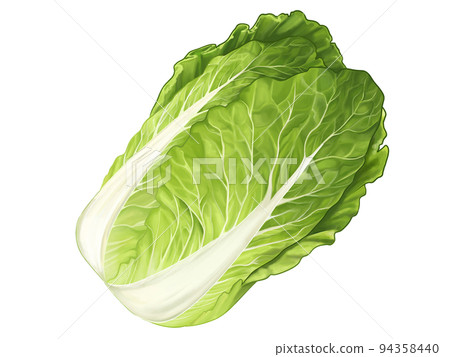 手繪插畫,真實呈現大白菜的味道,新鮮、多汁、美味。 手繪插畫,真實呈現大白菜的味道,新鮮、多汁、美味。 94358440