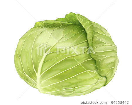 高麗菜逼真的手繪插圖 94358442