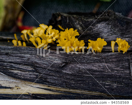 Mushroom World Tsunomatatake Mushroom World Tsunomatatake 94358569