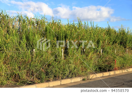 Growing weeds image Growing weeds image 94358570