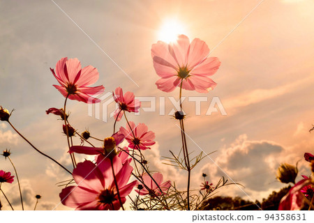 Sunset and autumn cherry trees Sunset and autumn cherry trees 94358631