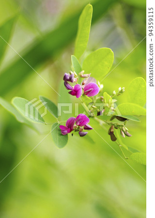 Hagi (Hagi) flowers that appear in Manyo are swaying in the wind and elegant Hagi (Hagi) flowers that appear in Manyo are swaying in the wind and elegant 94359115