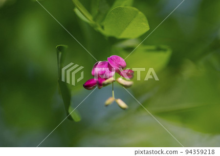 萬葉中出現的萩(萩)花隨風搖曳,優雅 萬葉中出現的萩(萩)花隨風搖曳,優雅 94359218