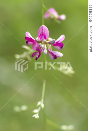 Hagi (Hagi) flowers that appear in Manyo are swaying in the wind and elegant 94359353