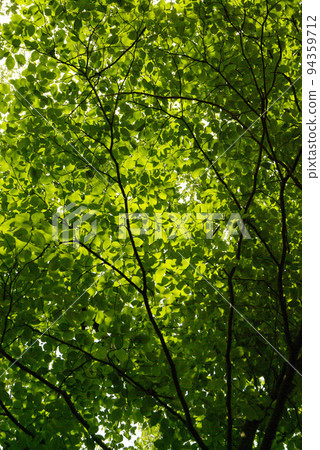 Fresh green forest is healed by green full of negative ions 94359712