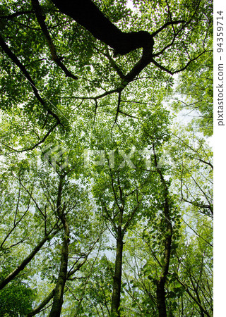 Fresh green forest is healed by green full of negative ions 94359714