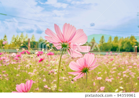 Cosmos Cosmos 94359961