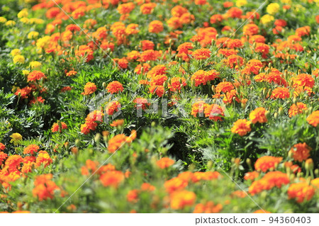 Takasaki City Hanadaka Observation Flower Hill Orange and yellow flowers bloom in marigold flower fields Takasaki City Hanadaka Observation Flower Hill Orange and yellow flowers bloom in marigold flower fields 94360403