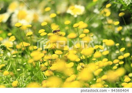 Hoverfly perching on a wormwood flower 94360404