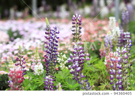 滿是五顏六色的薰衣草的花園 滿是五顏六色的薰衣草的花園 94360405