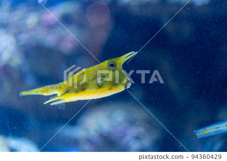 剛果河豚和歌山縣立自然博物館 94360429