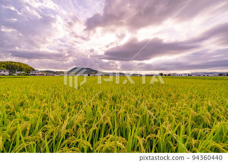 Rural landscape and sky lit by the setting sun Rural landscape and sky lit by the setting sun 94360440