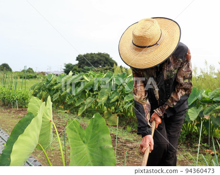 Senior man working in farming Senior man working in farming 94360473