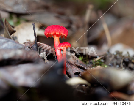 Mushroom world Mushroom world 94360476