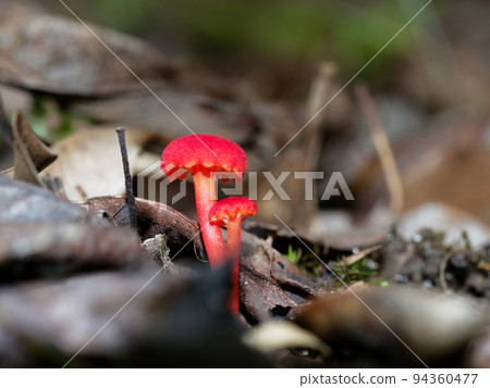 Mushroom world Mushroom world 94360477
