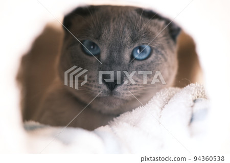 The face of a cat peeking from the cat tower 94360538