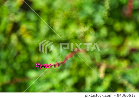 興莊山瑞玄寺 - 萩寺 興莊山瑞玄寺 - 萩寺 94360612