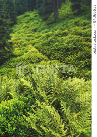 green fern and moss in the forest 94360615