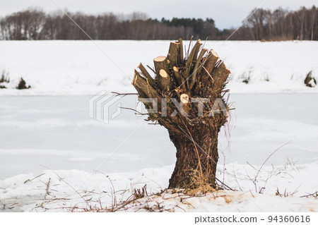 willow tree, trimmed tree in winter, in the snow willow tree, trimmed tree in winter, in the snow 94360616