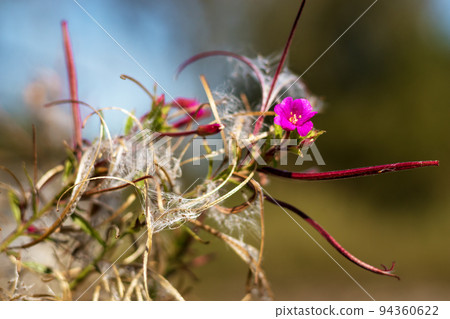 Flowering Epilobium parviflorum - hoary willowherb, smallflower hairy willowherb Flowering Epilobium parviflorum - hoary willowherb, smallflower hairy willowherb 94360622