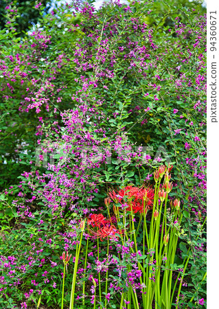 興莊山瑞玄寺 - 萩寺 興莊山瑞玄寺 - 萩寺 94360671