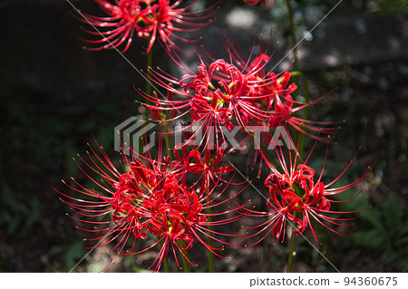 興莊山瑞玄寺 - 萩寺 94360675