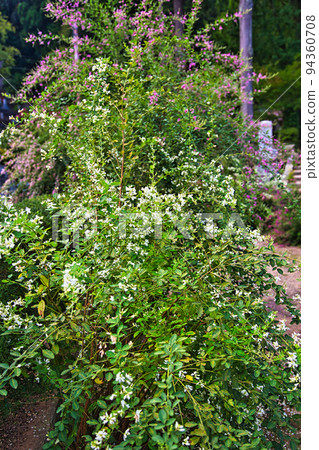興莊山瑞玄寺 - 萩寺 興莊山瑞玄寺 - 萩寺 94360708