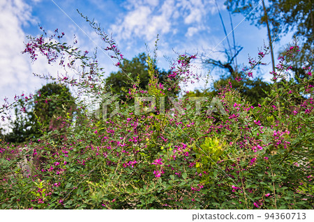 興莊山瑞玄寺 - 萩寺 94360713