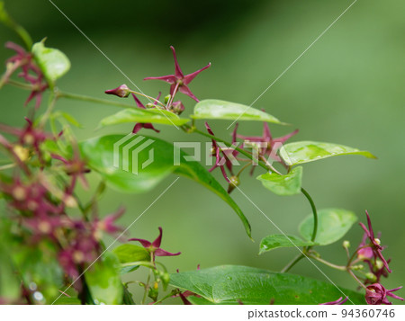 小鷗開花 小鷗開花 94360746