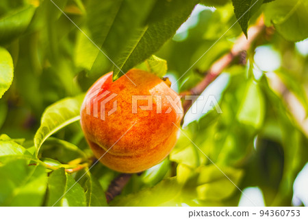 Peach - detail of fruit - on tree, green leaves around Peach - detail of fruit - on tree, green leaves around 94360753