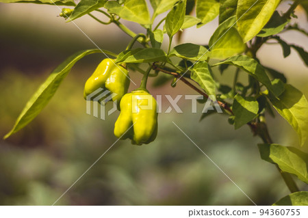 Capsicum - young green bell pepper on plant with leaves Capsicum - young green bell pepper on plant with leaves 94360755
