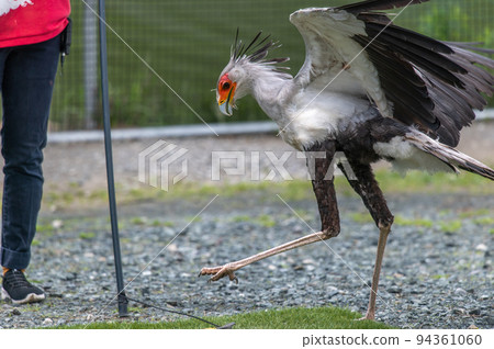 secretary show secretary show 94361060